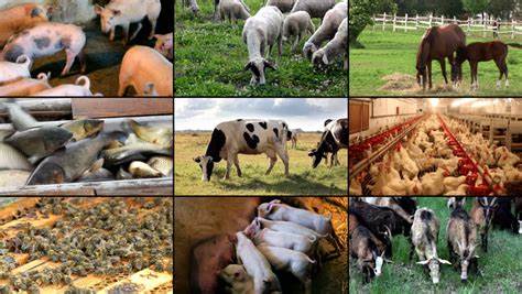 Animal agriculture overview